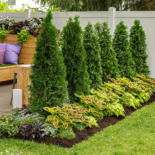 How far the emerald green thuja plants are from space at the time of planting