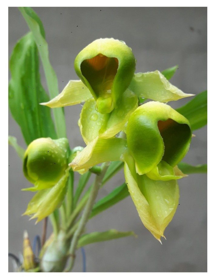 Catasetum viridi flavum – A Fascinating Species of Orchid