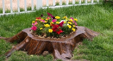 Old logs were transformed into beautiful flower beds.