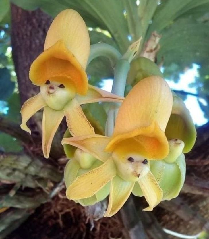 Here's a very happy yellow-faced sun orchid to help you start the week!