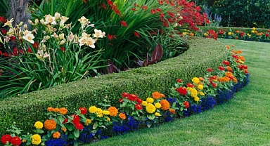 20 Boxwood Landscaping Ideas (shrubs and trees)