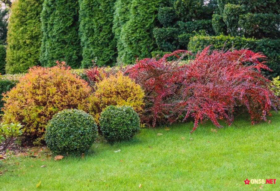 20 Boxwood Landscaping Ideas (shrubs and trees)