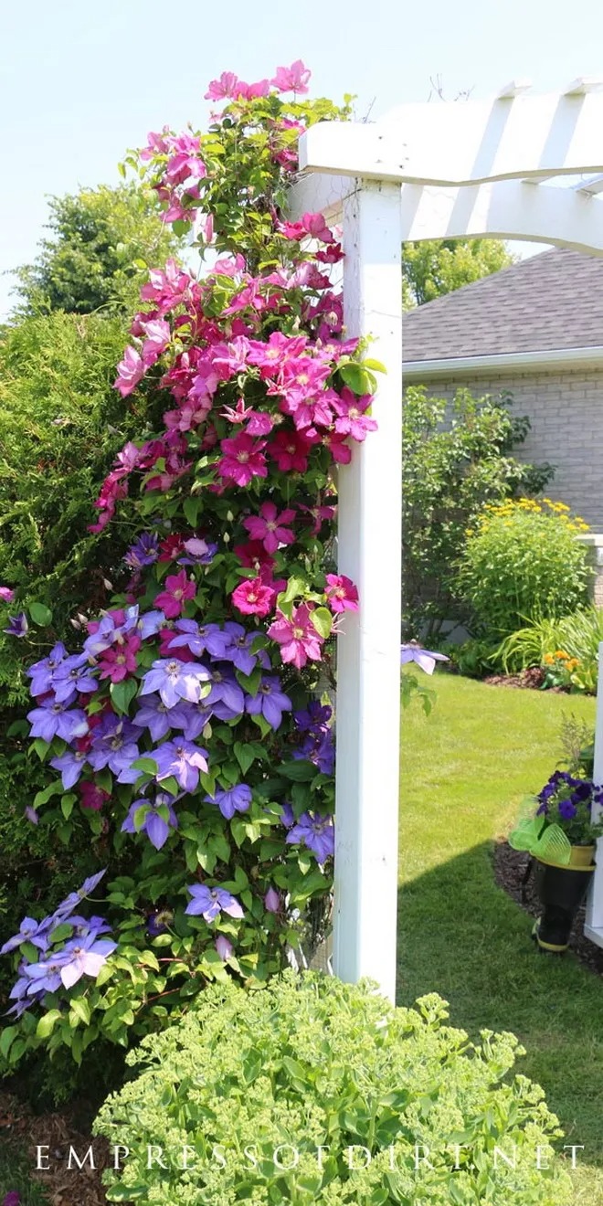 Clematis, the queen of climbing plants – great ideas for your yard and garden