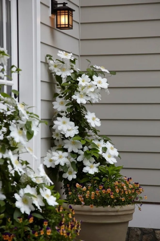 Clematis, the queen of climbing plants – great ideas for your yard and garden