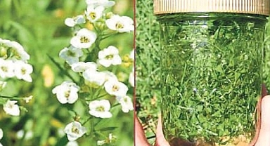 Basur İçin Bitkisel Reçeteler: Doğal Yöntemlerle Tedavi