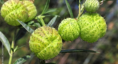5 Unreal Plants That Defy Earthly Expectations